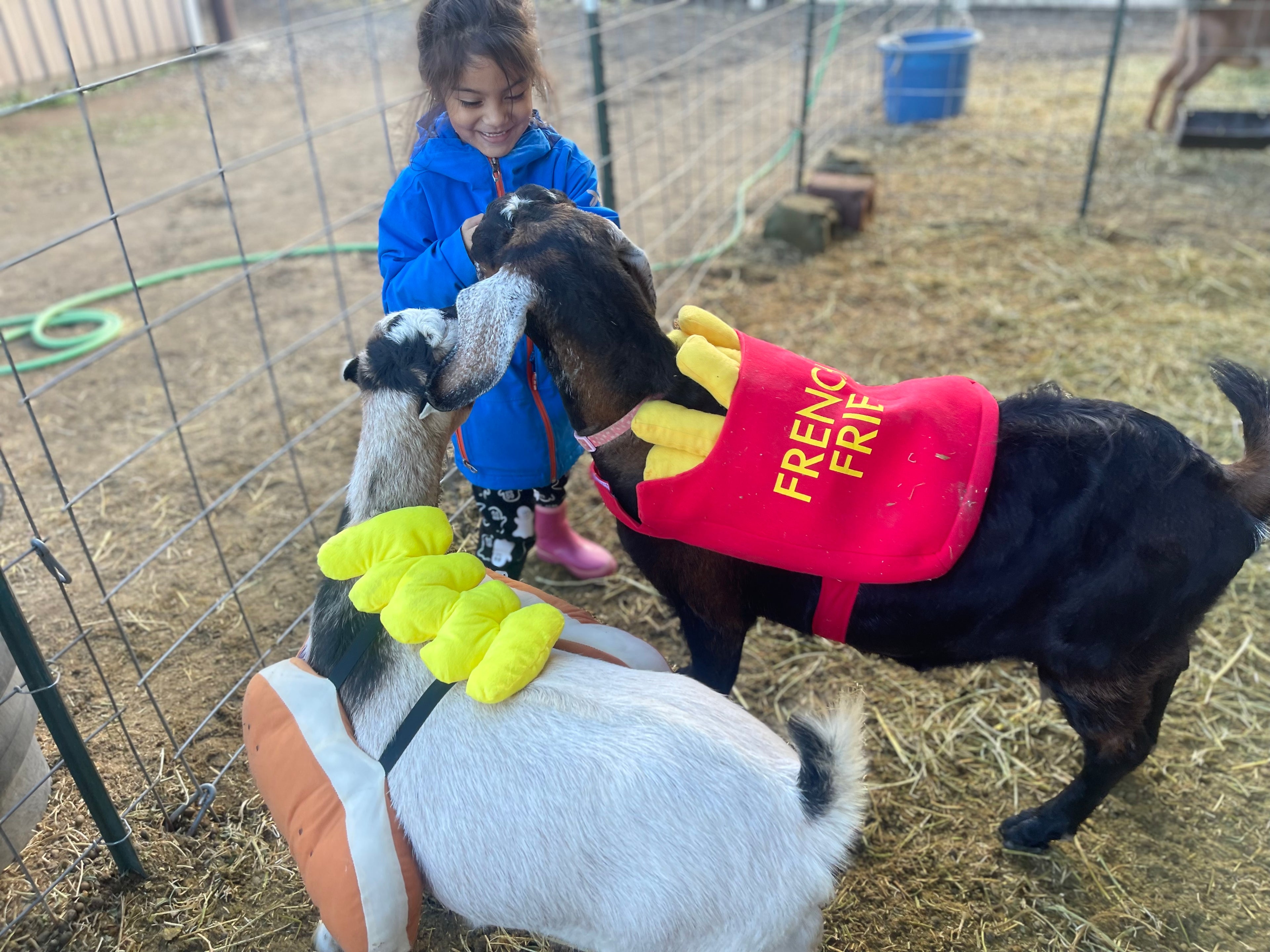 Load video: Mabel and out goats, hope and Millie.